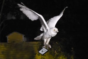 "Harry Potter": Schnee-Eule Hedwig