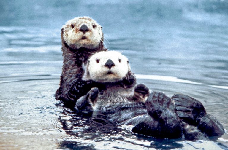Artensterben: Warum jeder die Story vom Seeotter kennen sollte